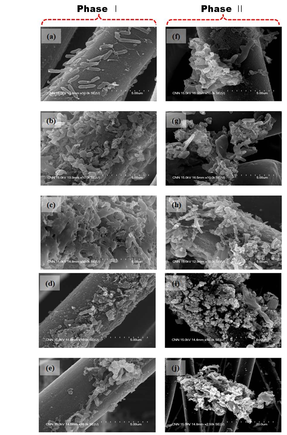그림 3-79 각 미생물연료전지의 산화전극 표면의 FE-SEM 이미지