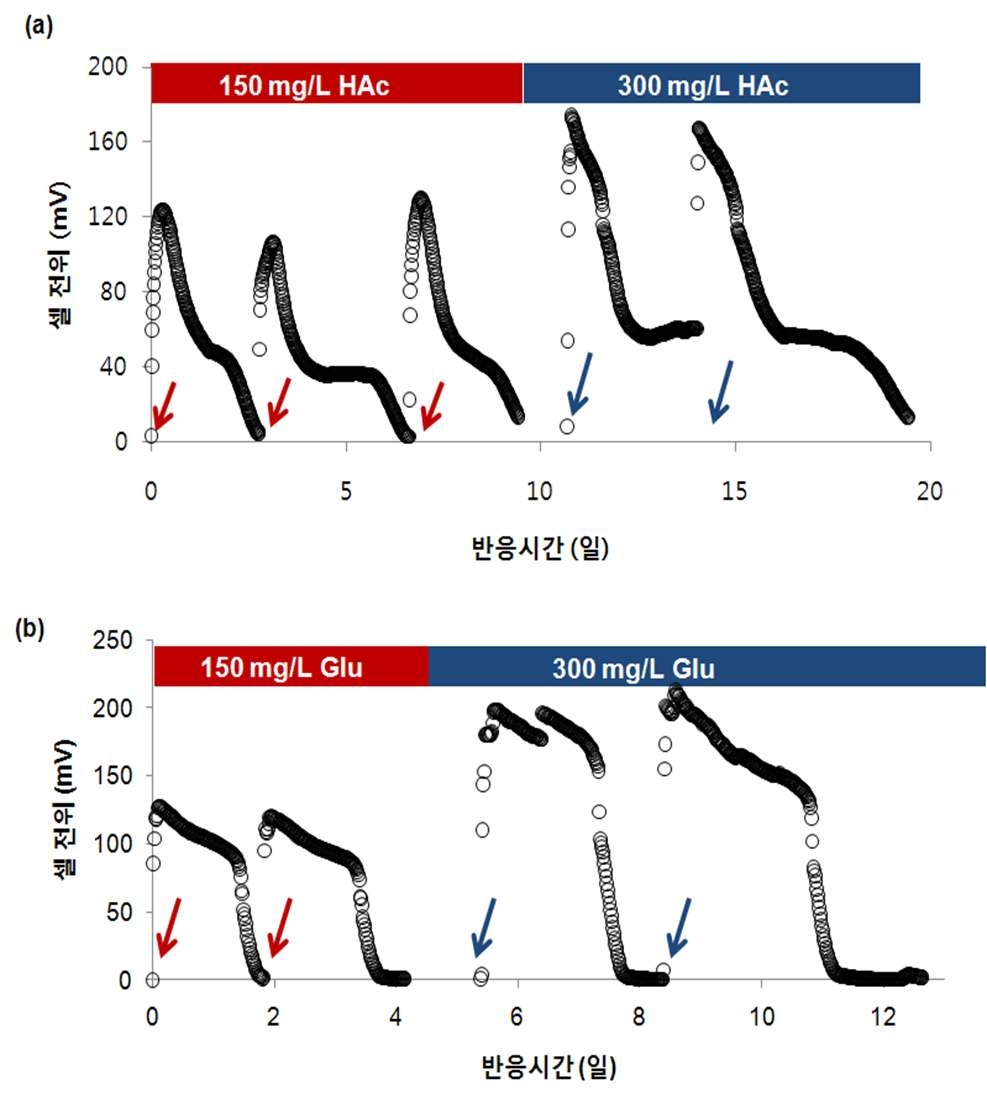 그림 3-98 회분식 미생물 연료전지에서 외부저항이 100 Ω일 때의 (a) 아세테이트와 (b) 글루코스를 기질로 사용하였을 경우 기질 농도 차이에 따른 전위 발생 비교