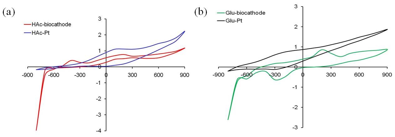 그림 3-109 Pt-MFC와 biocathode-MFC의 cyclic voltameetry 비교, (a) 아세테이트, (b) 글루코스