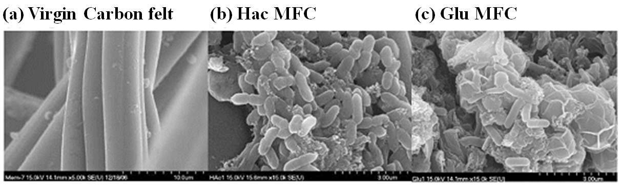 그림 3-111 산화전극의 SEM 이미지, (a) 반응 전 산화전극, (b)아세테이트 기질 이용 미생물연료전지, (c) 글루코스 기질 이용 미생물연료전지
