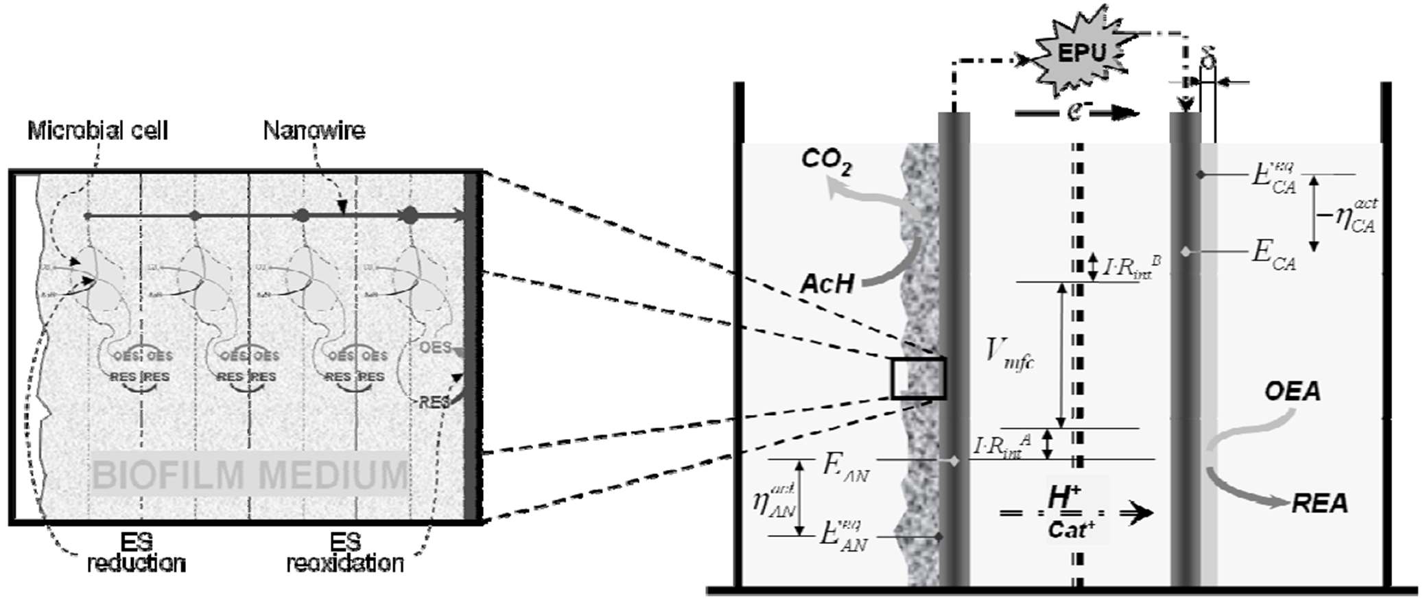그림 3-117 아세트산의 생물학적 산화반응과 두 가지 전자 전달 메커니즘이 고려된 미생물연료전지 모델 모식도