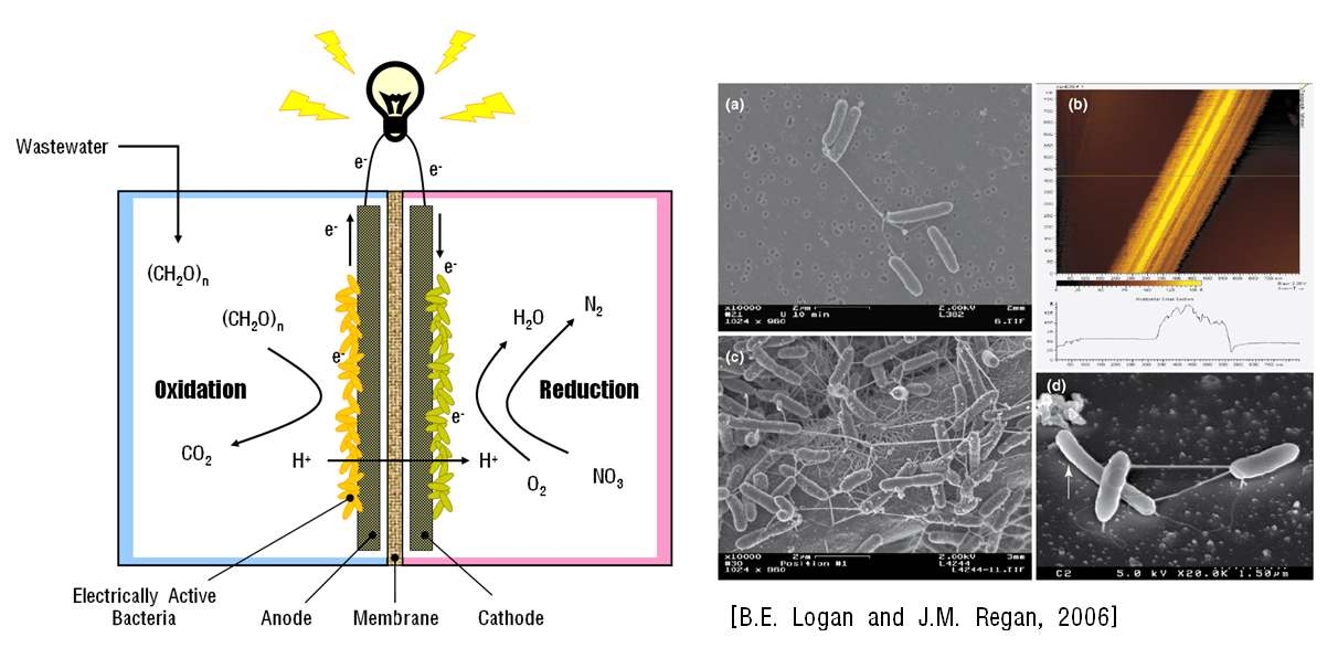 그림 1-2 전기화학활성박테리아 융합공정 구동 원리 및 전자현미경으로 본 전기화학활성박테리아
