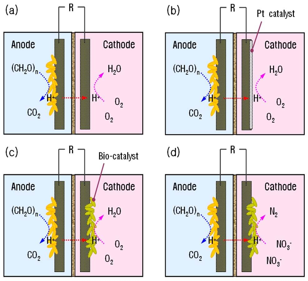 그림 3-31 (a) 無 촉매 환원전극, (b) 백금 코팅된 환원전극, (c) 호기 조건의 생물환원전극 (d) 무산소 조건 생물환원전극