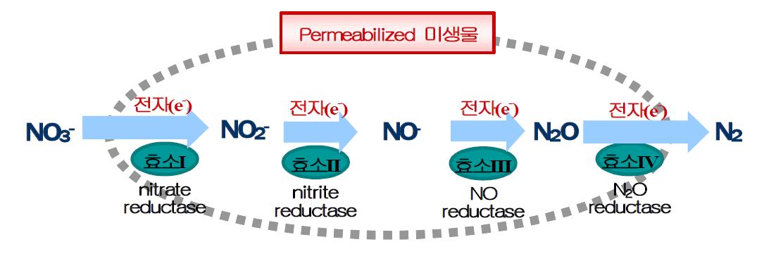 Permeabilization 된 미생물 내에서의 탈질 반응