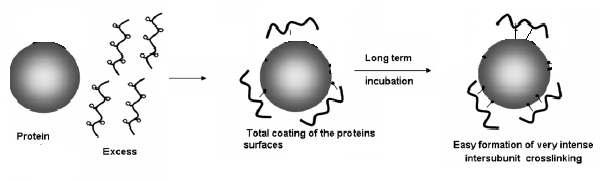 Crosslinking 과정