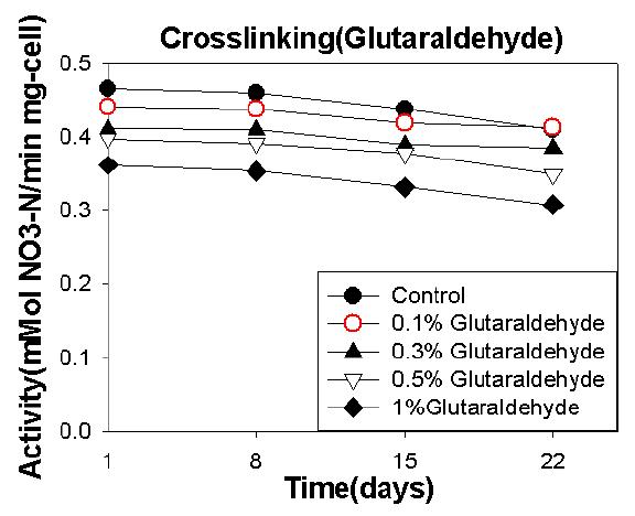 Crosslinking 후 안정성 비교