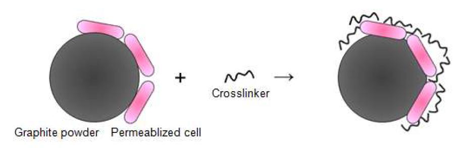 전극 표면에서의 crosslinking 과정
