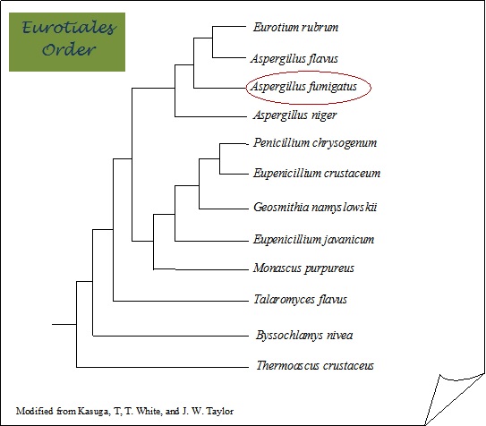 그림 3-59. Pylogenetic Tree