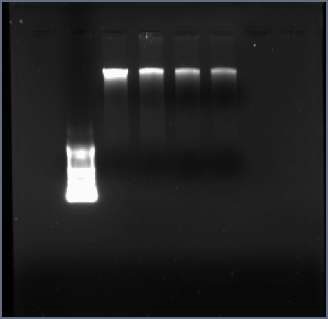 그림 3-60. 슬러지로부터 추출한 Genomic DNA