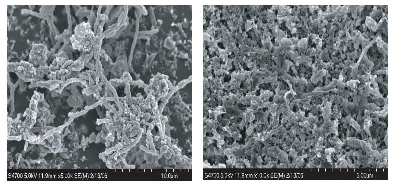 그림 3-35. Micro process 처리를 통한 슬러지 분해 SEM (Scanning electron microscope)사진