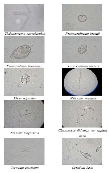 조사지역에 우점한 미세조류