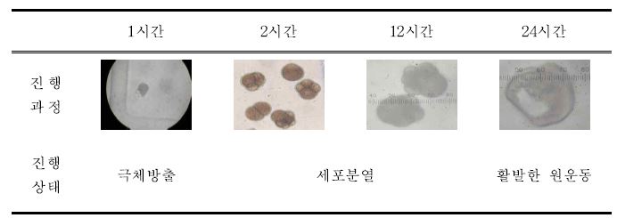 시간대 별 굴 유생