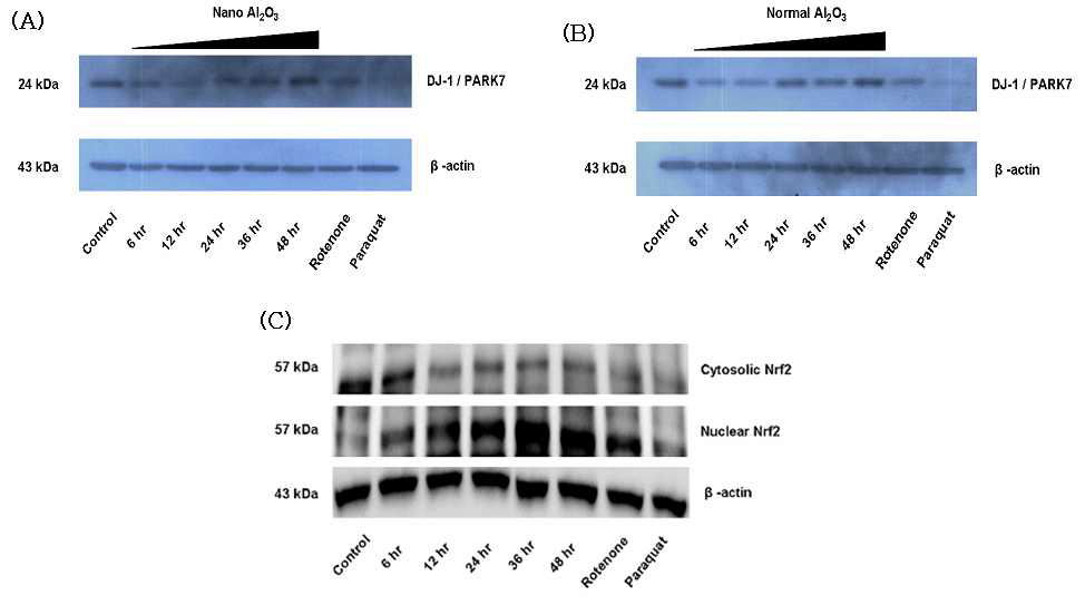 나노 및 일반 알루미늄 입자 처리에 의한 DJ-1과 Nrf-2의 웨스턴 블롯 분석