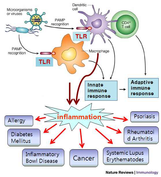 면역 반응에서 톨 유사 수용체의 역할