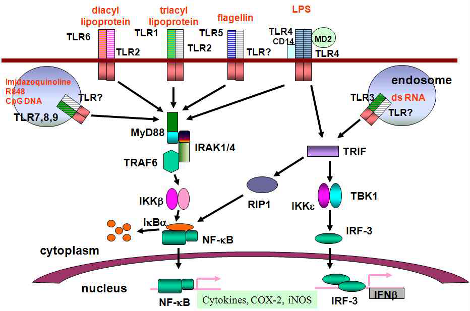 톨 유사 수용체들의 신호전달 체계와 톨 유사 수용체들의 자극제