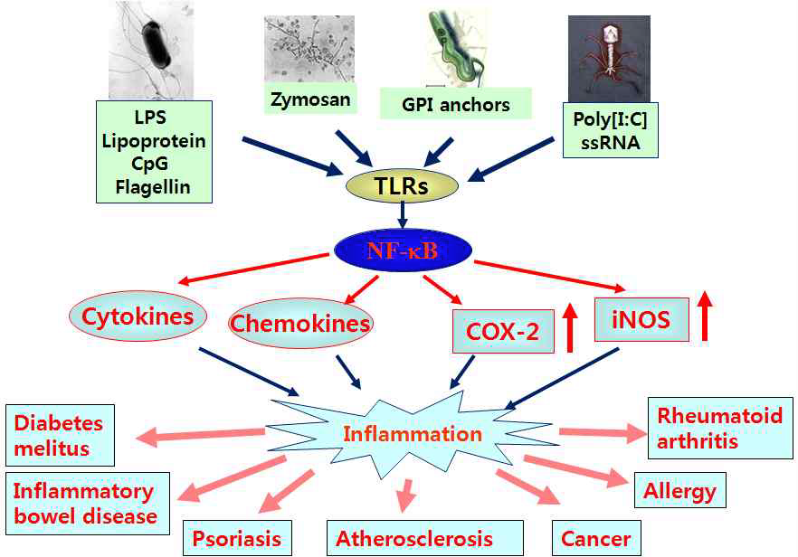 톨 유사 수용체 조절에 의한 NF-κB 활성화 유도