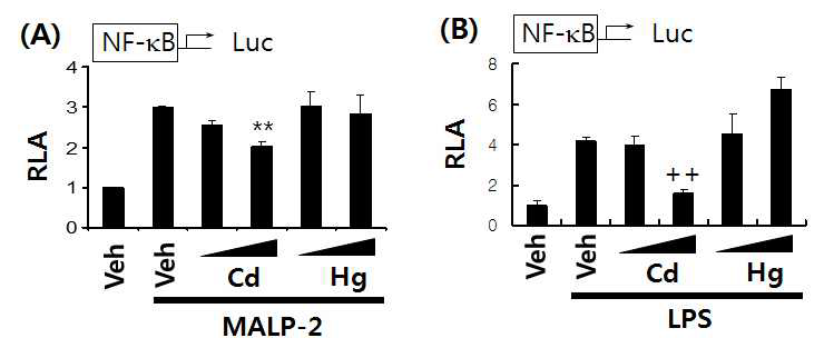 카드뮴은 MALP-2와 LPS에 의해서 유도된 NF-κB 활성화를 억제하였으나, 수은은 NF-κB 활성을 억제하지 않음