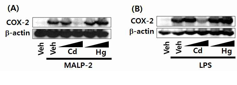 카드뮴은 MALP-2와 LPS에 의해서 유도된 사이클로옥시저네이즈-2 (COX-2)발현을 억제하였지만, 수은은 사이클로옥시저네이즈-2 (COX-2)발현을 억제하지 않음