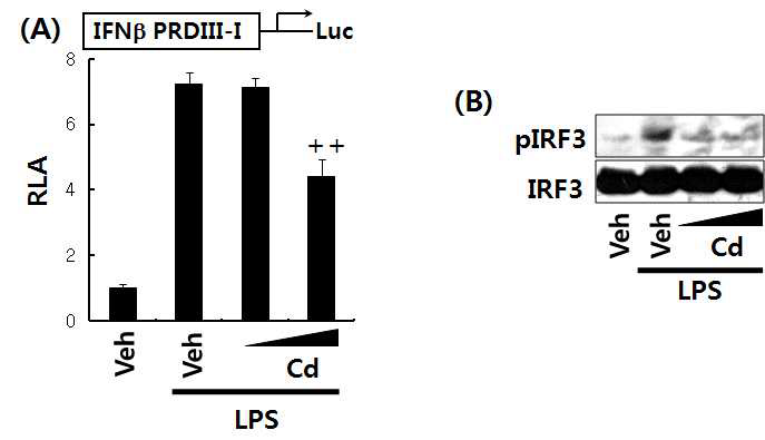 카드뮴은 LPS에 의해서 유도된 IRF3의 활성화와 인산화 억제