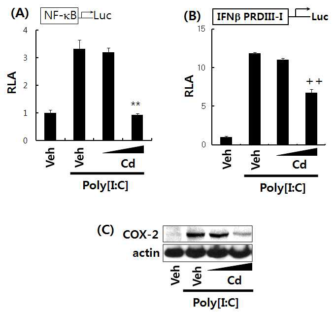 카드뮴은 Poly[I:C] 에 의해서 유도된 NF-κB와 IRF3의 활성화와 COX-2의 발현을 억제