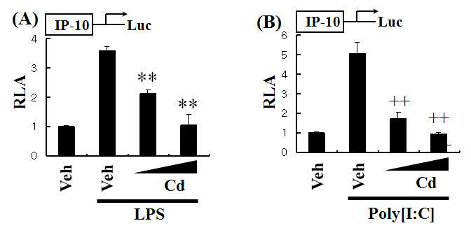 카드뮴은 LPS와 poly[I:C]에 의해서 유도된 IP-10 발현을 억제