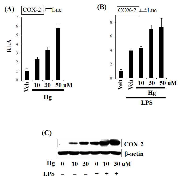 수은은 COX-2 발현을 유도