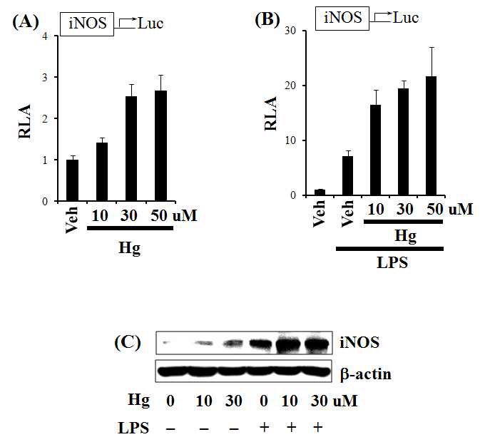 수은은 iNOS 발현을 유도