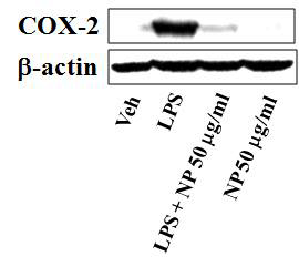 공기 중 나노 입자들은 LPS에 의해서 유도된 COX-2 발현을 억제
