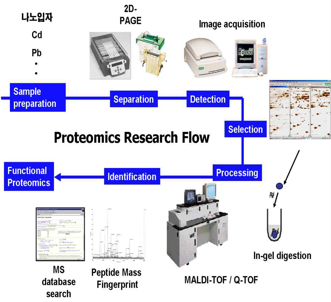 금속기반 단백체 기술을 통한 단백질 발현변화 분석 및 단백질 동정