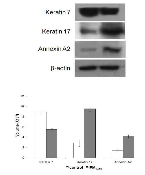 웨스턴 블롯 분석을 통한 PM0.056에 의한 keratin 7, 17 및 annexin A2의 발현 변화 측정