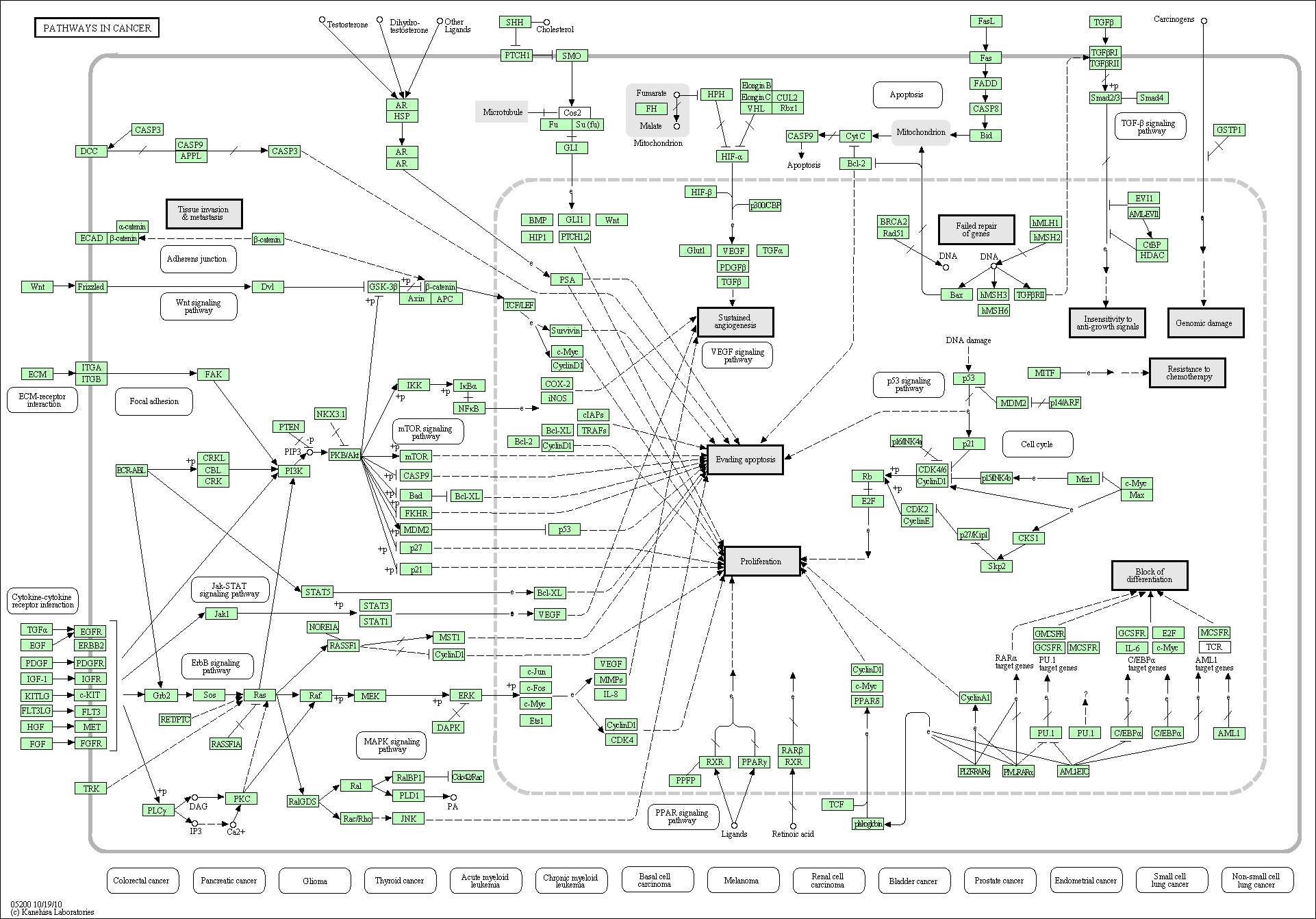그림 66. Cancer에 관여하는 유전자들의 pathway 분석
