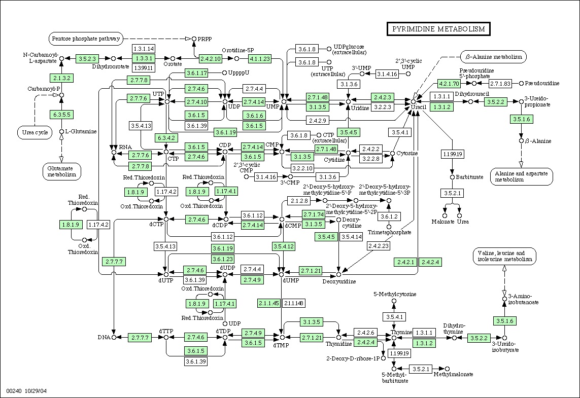 그림 69. Pyrimidine metabolism를 이용한 pathway 분석