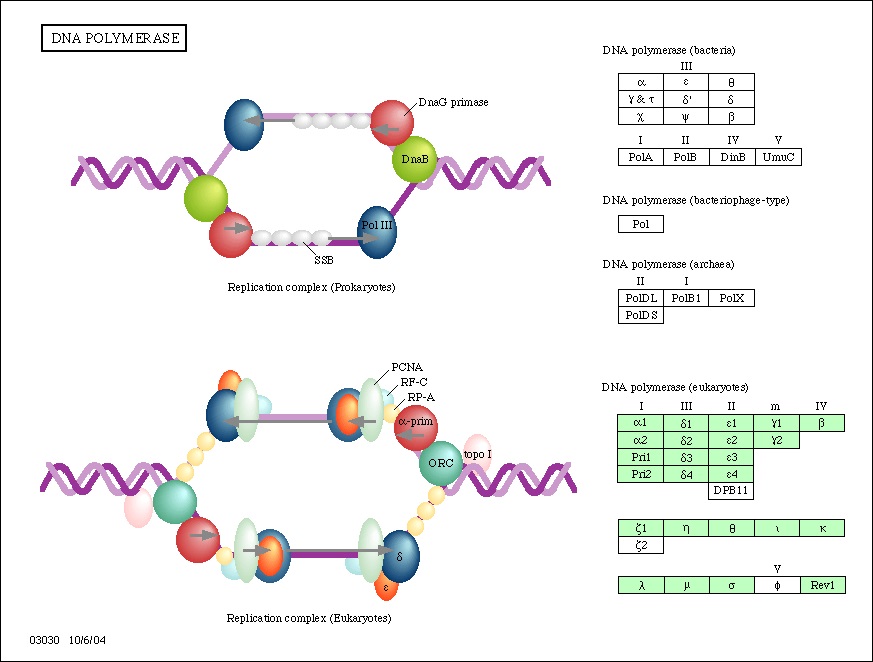 그림 70. DNA polymerase를 이용한 pathway 분석