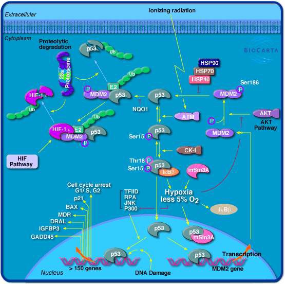 그림 72. Hypoxia and p53 in the Cardiovascular system를 이용한 pathway 분석