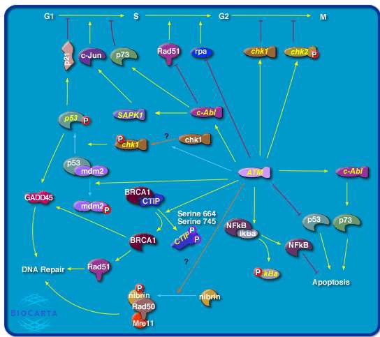 그림 74. ATM signaling pathway를 이용한 pathway 분석