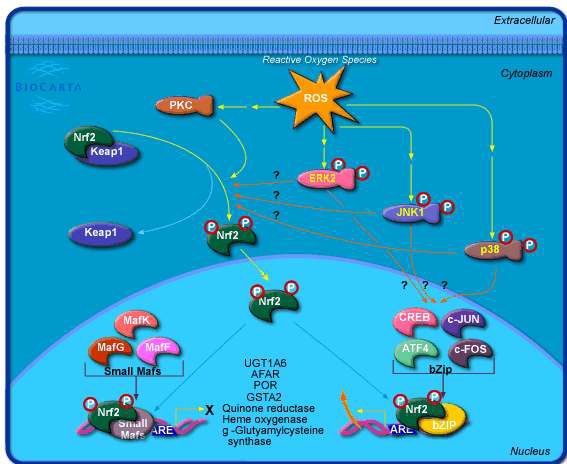 그림 78. Nrf2에 조절되는 oxidative stress induced expression pathway