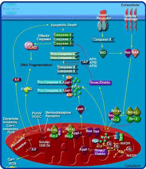 그림 79. Mitochondria내에 apoptotic signaling pathway
