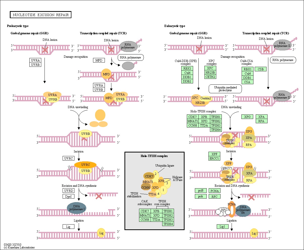 그림 80. Nrf2 knockdown 및 nickel 노출에 의한 NER pathway