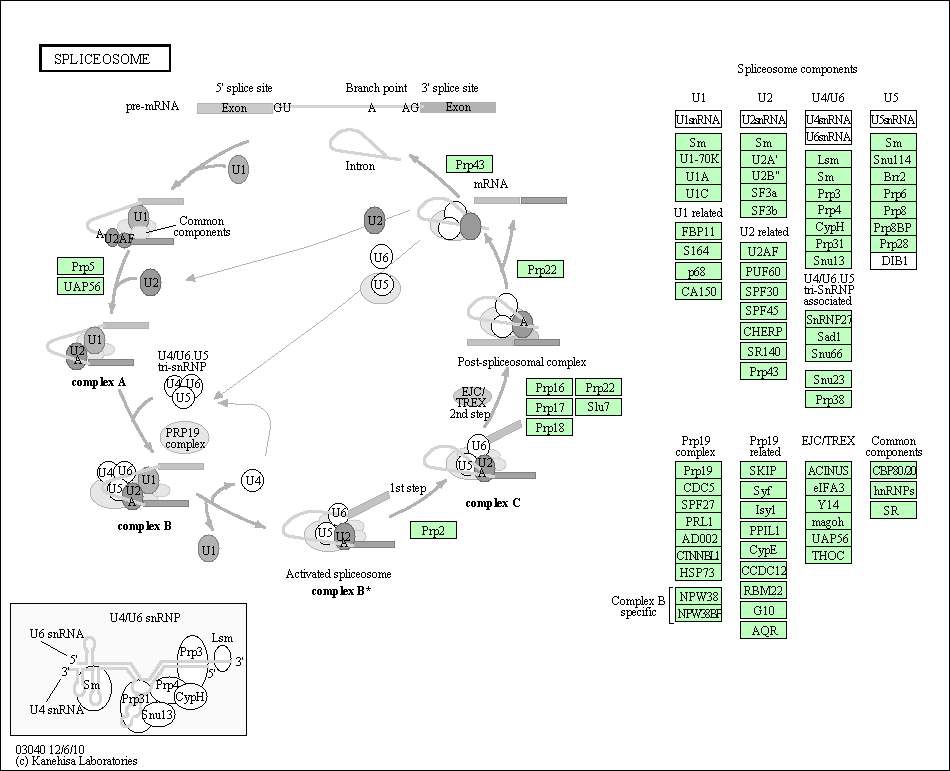 그림 83. 저발현된 유전자들에 의한 spliceosome 관련 pathway