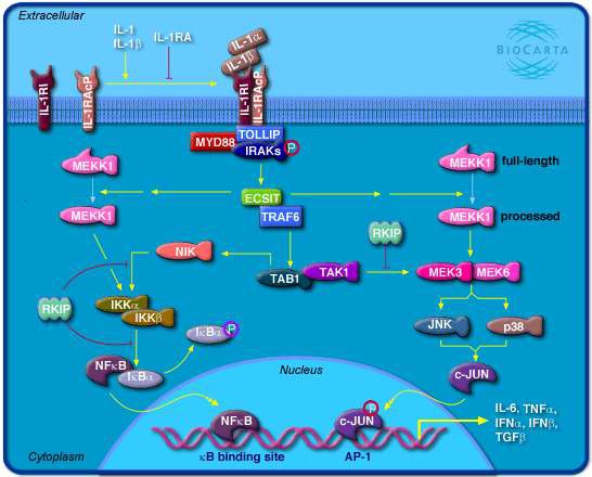 그림 86. 니켈에 의해 Down-regulation된 유전자들이 관여하는 IL-1R pathway
