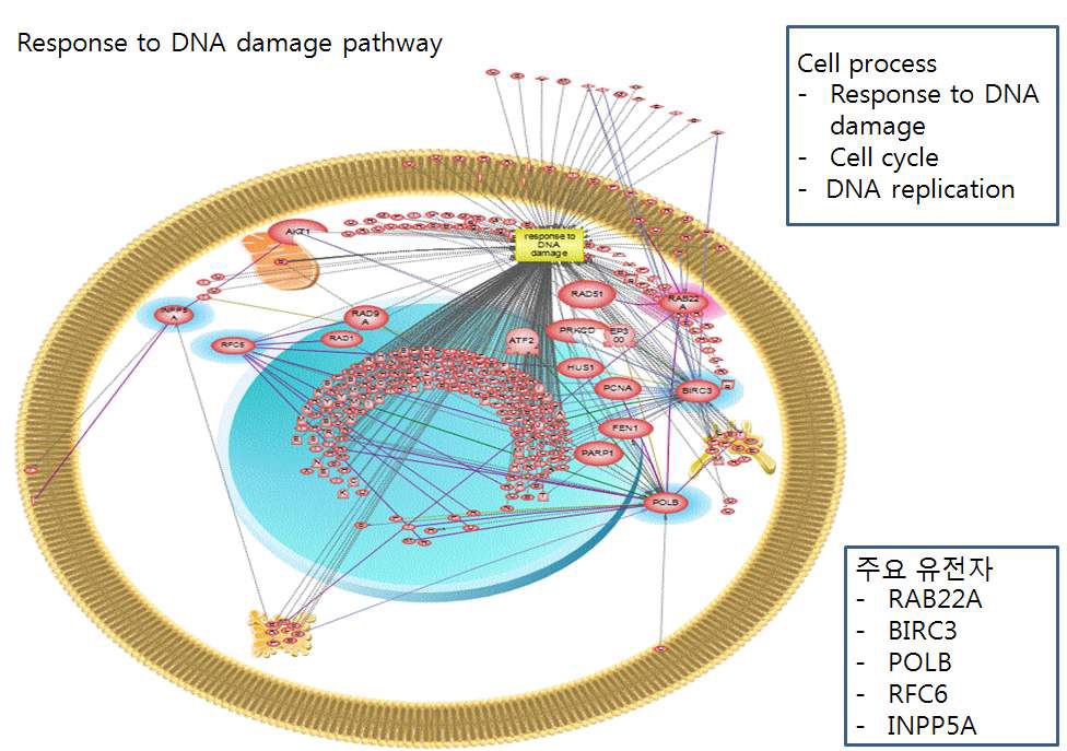 그림 87. RNA 수준에서 카드뮴 노출에 의해 변화된 유전자들 간 pathway 통합 분석