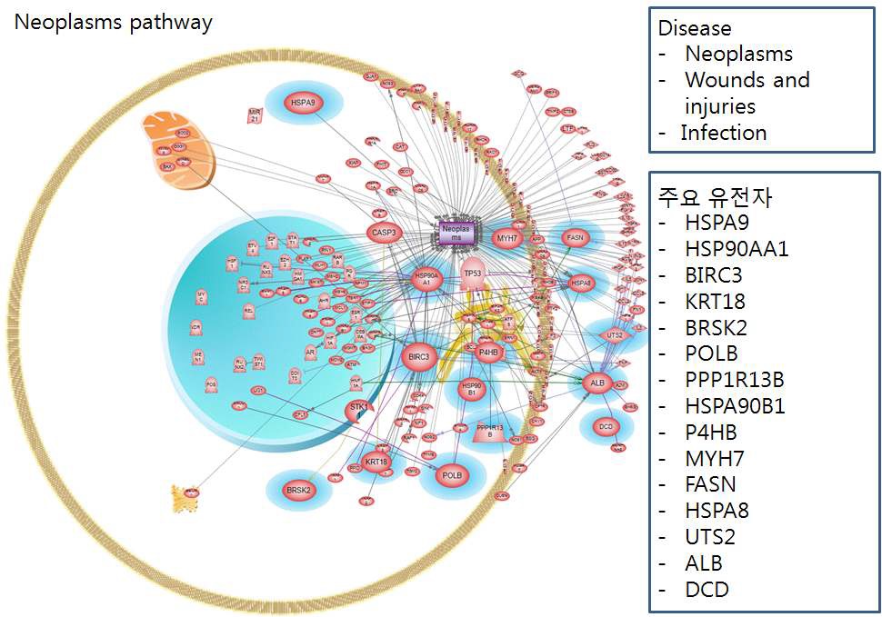 그림 94. 총체적 분자 수준에서 카드뮴 노출에 의해 변화된 유전자들 간 pathway 통합 분석