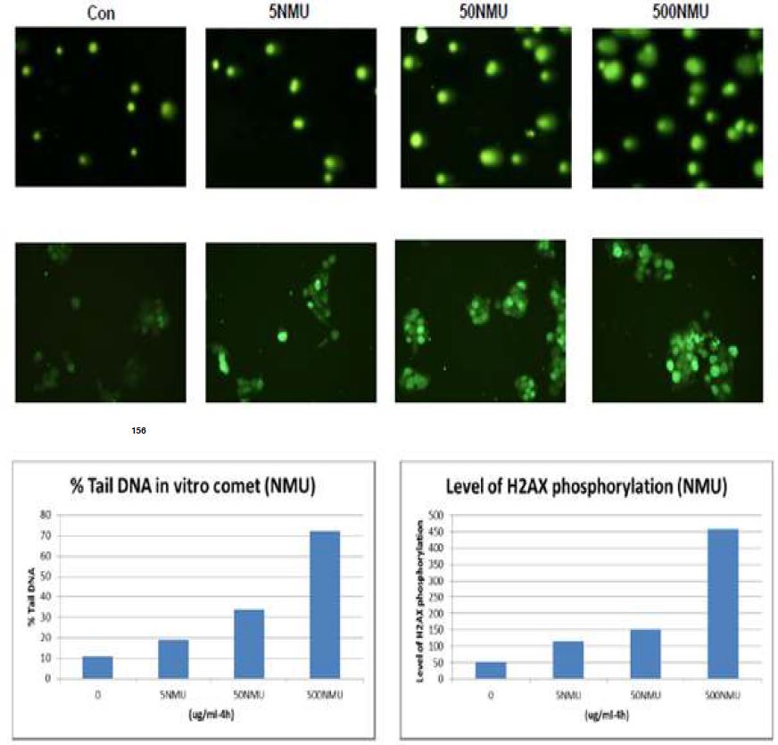 그림 98. NMU의 농도별 처리에 의한 DNA strand break