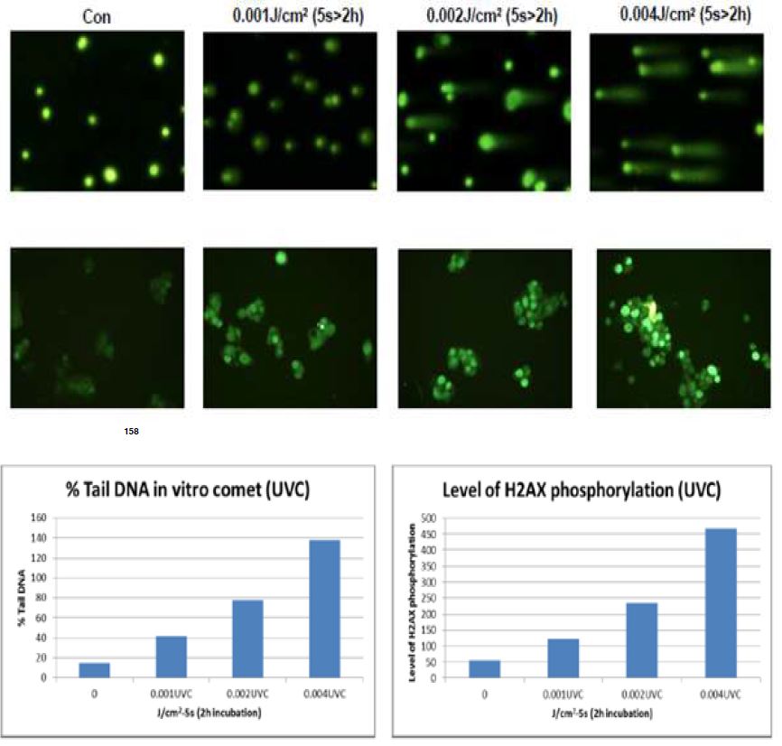 그림 100. UVC의 세기별 처리에 의한 DNA strand break
