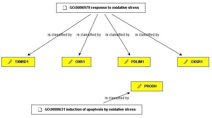 그림 126. 추출된 GO정보 (Oxidative Stress)와 니켈 노출에 의해 down-regulated된 유전자들과의 상관관계