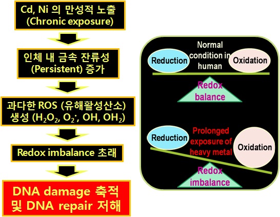 그림 134. 유해 중금속 카드뮴과 니켈에 의한 DNA damage 유도 및 DNA repair 저해 기전