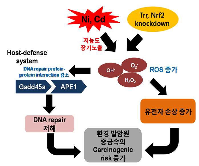 그림 135. 레독스 인자의 knockdown 및 중금속 노출에 의해 유도되는 본 연구의 발암 기전 요약