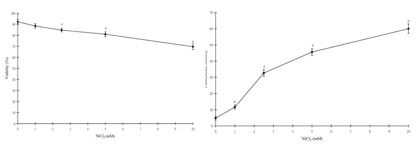 그림 5. Lymphocyte에서 니켈 노출에 따른 생존능력 감소 (왼쪽)과 세포 내 ROS level 증가 (오른쪽)
