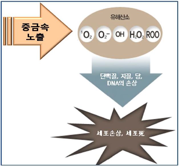 그림 8. 중금속 노출에 의한 유해산소 발생 및 그에 따른 세포 손상