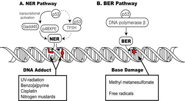 그림 9. 유전자 손상을 복수하는 DNA repair pathway 과정